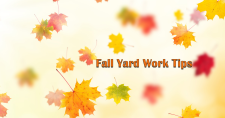 Fall Yard Work Tips. Picture of different color leaves falling from trees.
