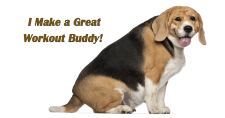 Obesity in Pets and Humans. Picture of a very over weight beagle dog.