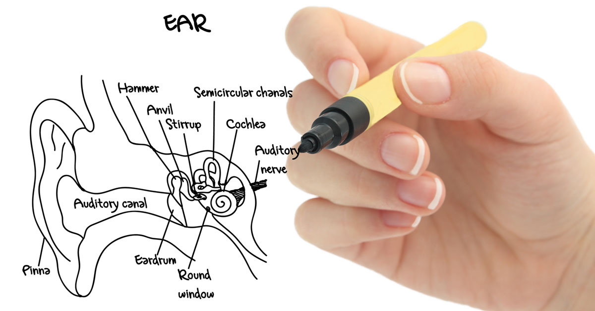 Representing vestibular rehab, this is an image of a hand with a pen drawing and labeling the anatomy of the inner ear.
